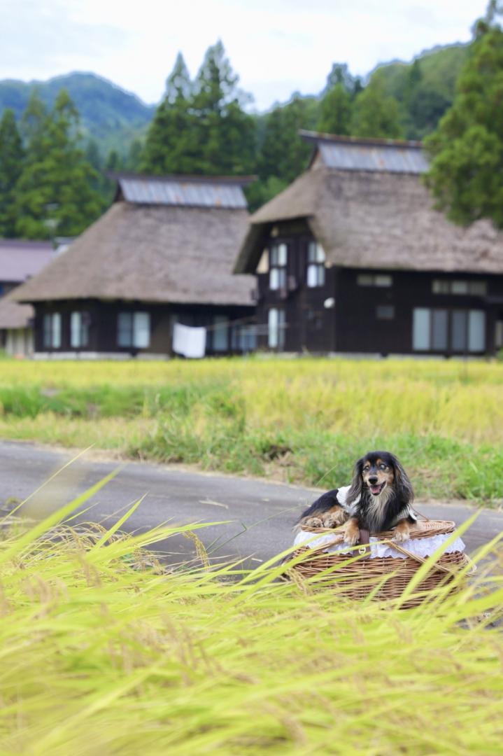 秋の実り、恵みに感謝
