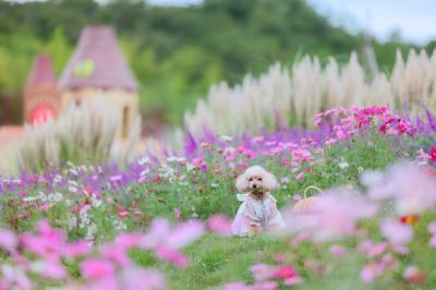 コスモスを見に