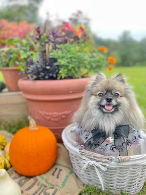 楽しみなハロウィンきた～❗️