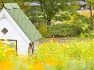 レモンブライトが咲く頃に