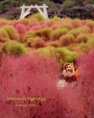 グラデーションコキア