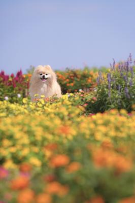 秋色のお花畑に埋もれて