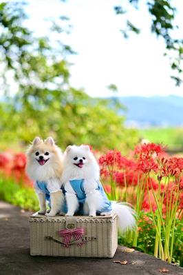 爽やかな曼珠沙華