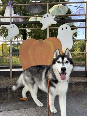 Happy Halloween