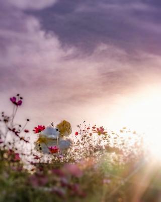 夕陽と夕空とコスモス