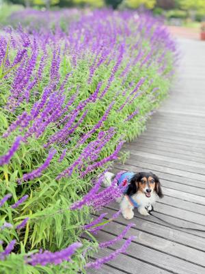 毎年見ようねの約束