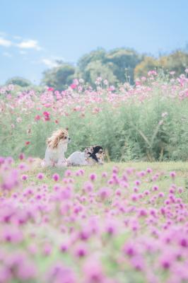 花の海でひと休み