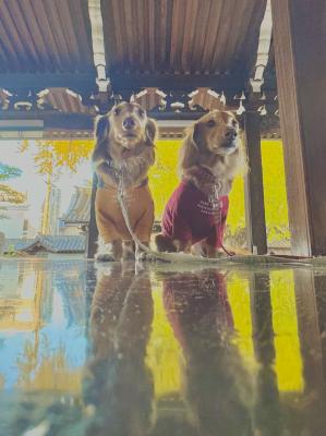 リフレクション