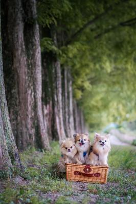 メタセコイヤ並木で並んだみたよ