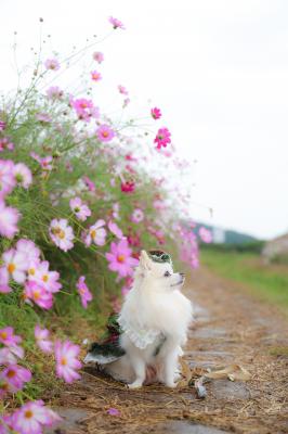 見上げる空と秋桜