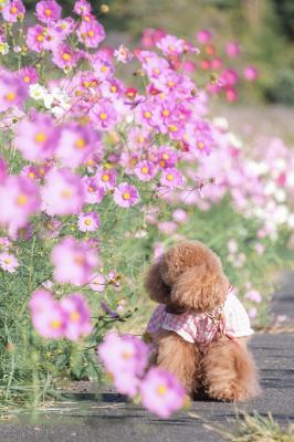 『コスモスさん、こんにちは』