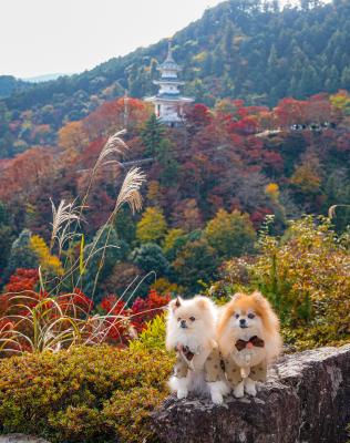 鳥居観音の紅葉