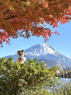 富士山バッチリ
