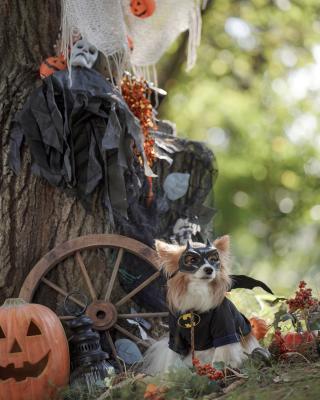 バットアン参上