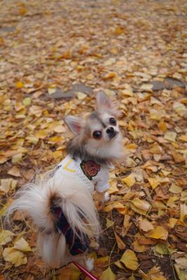 銀杏の絨毯でハイポーズ