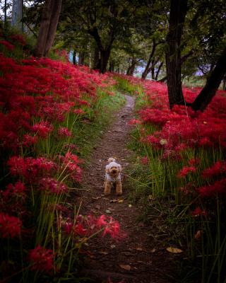 彼岸花の小径