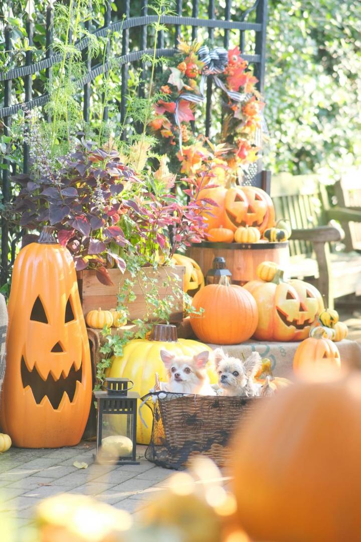 ハロウィン装飾とハナコタ
