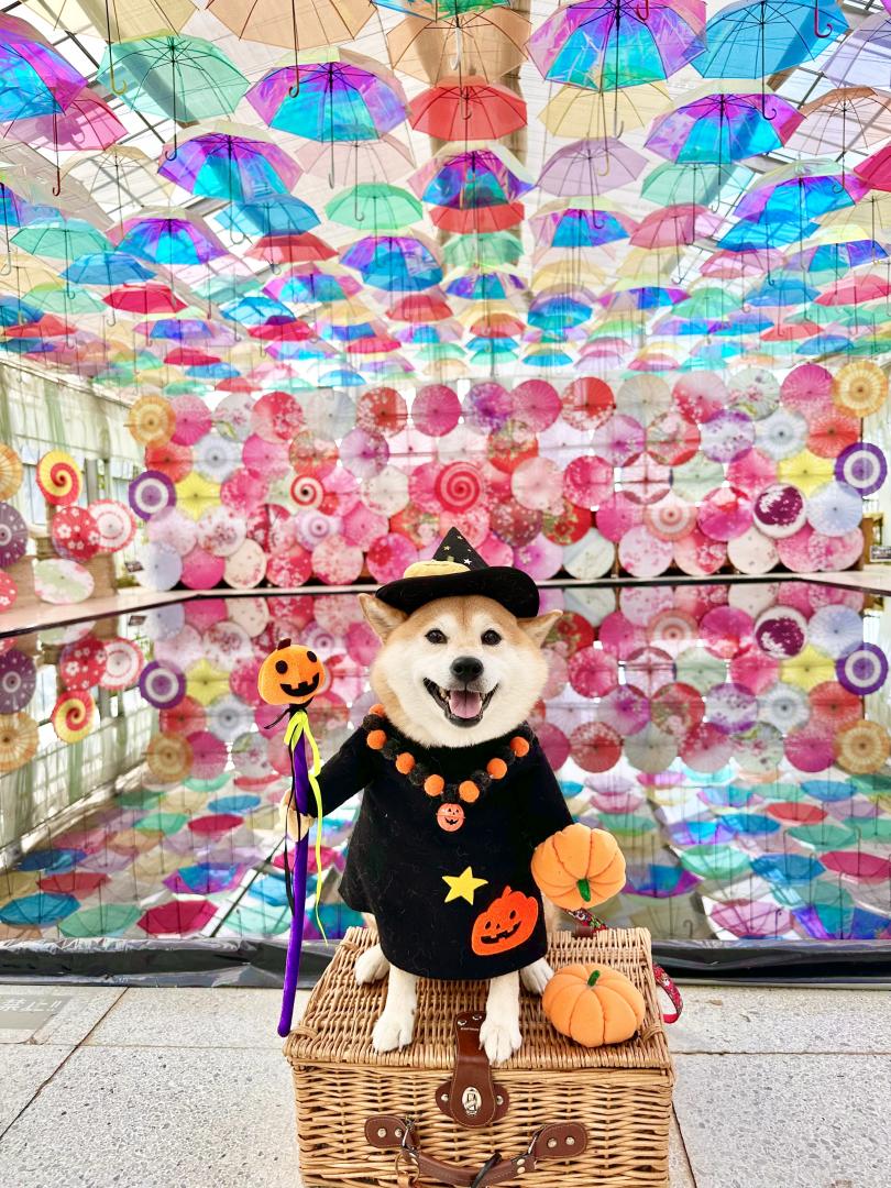 アンブレラスカイ