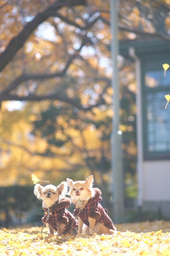 イチョウの絨毯