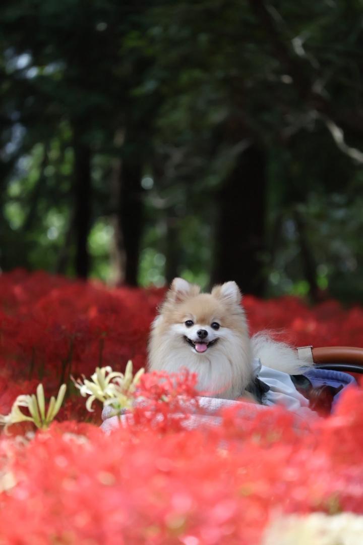 彼岸花