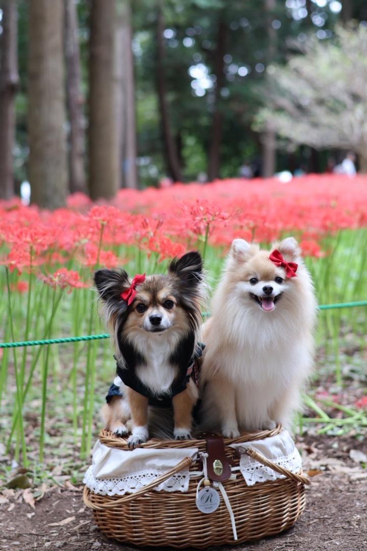 彼岸花と赤リボン