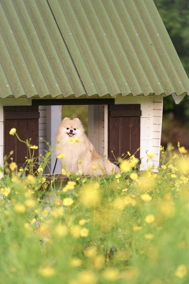可愛い小屋からにっこり