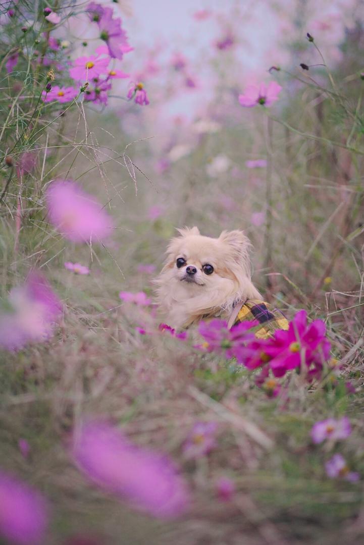 彷徨えるチワワ