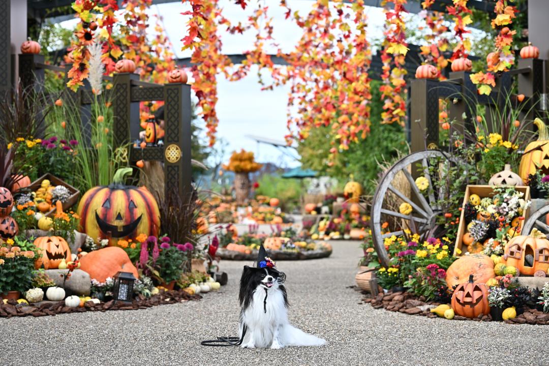 ハロウィン