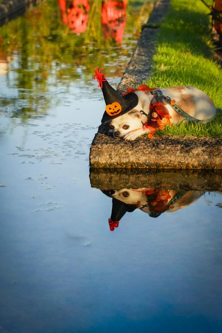水鏡に映る小さなハロウィン