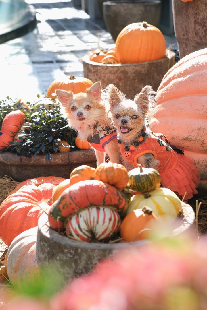 素敵なハロウィンディスプレイと