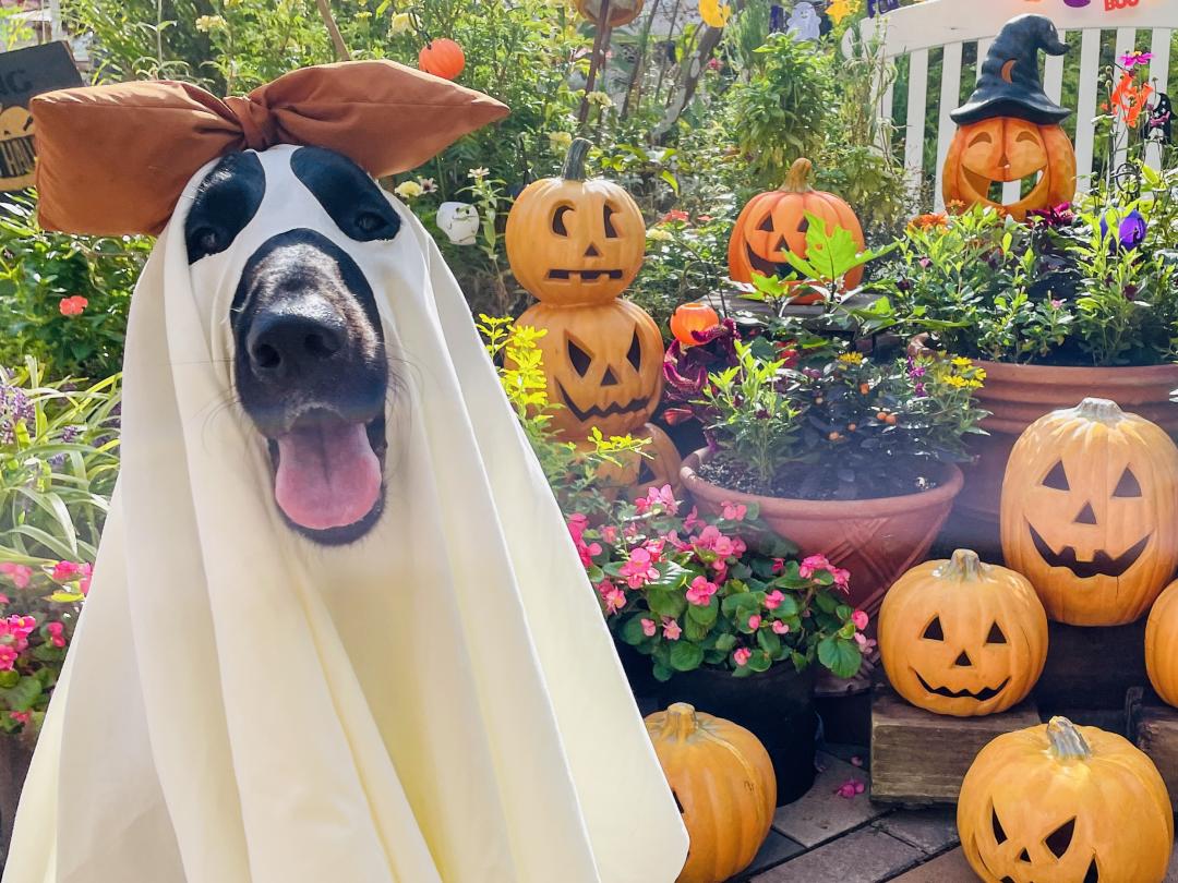 Happy halloween