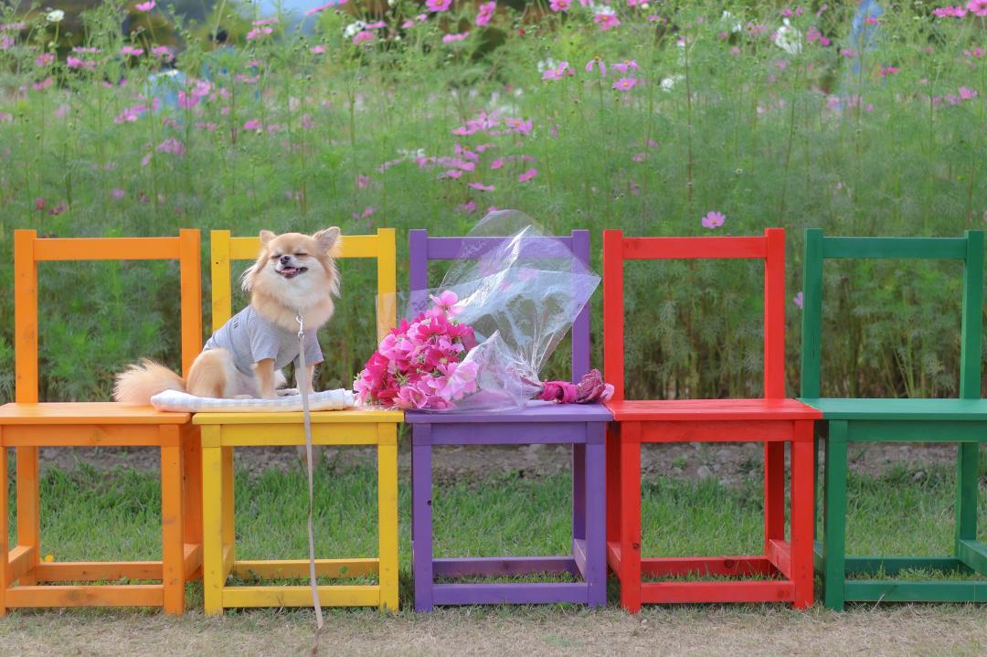 何色に座る？