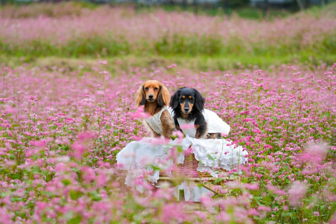 赤そばの花