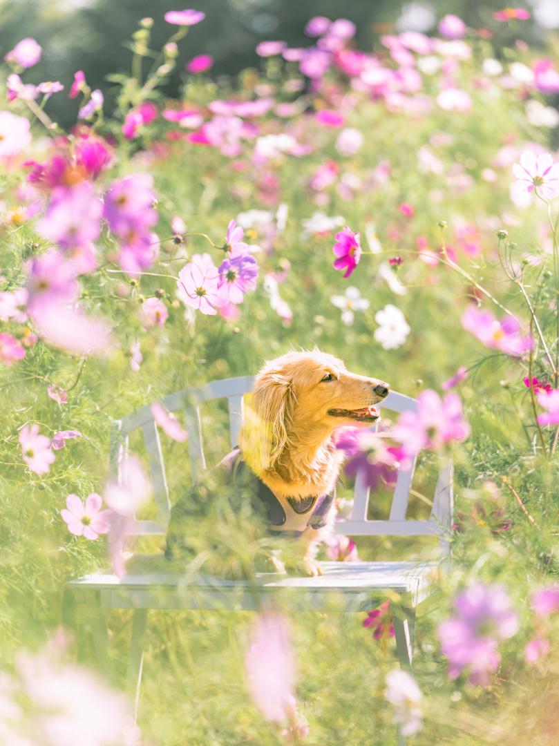 ふんわりコスモス