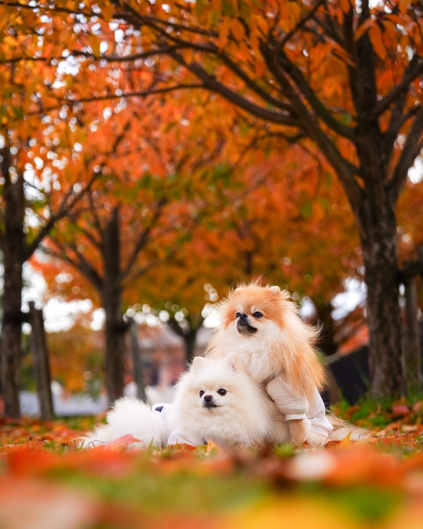 紅葉とイチとコッペ