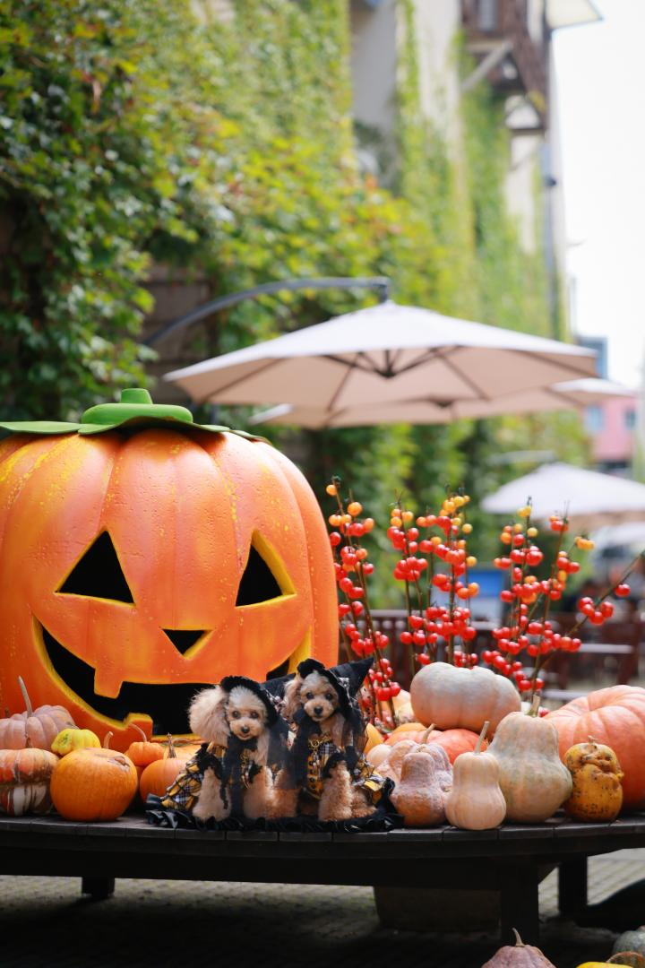Trick or Treat