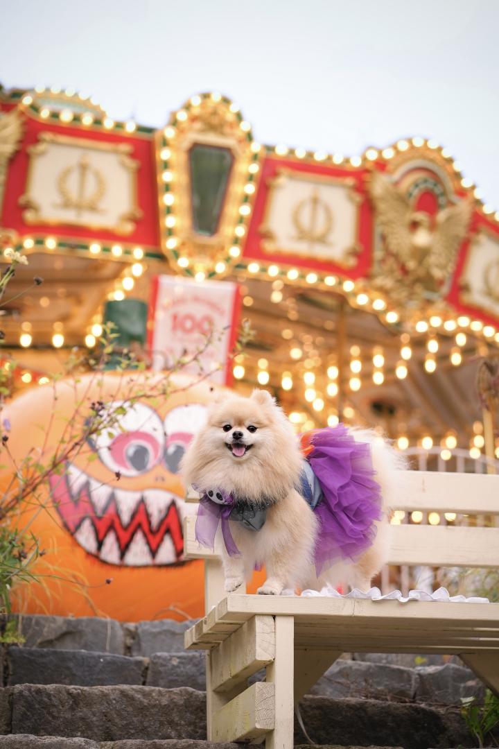 メリーゴーランドとハロウィン