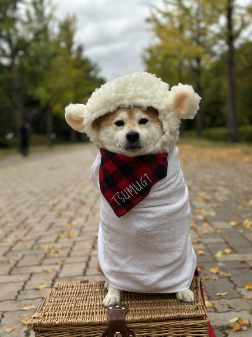 もこもこつむちゃん