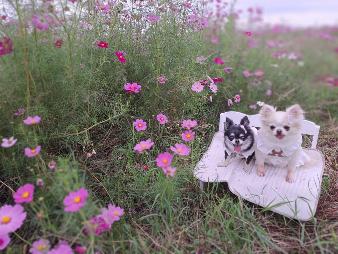 コスモス畑でひと休み