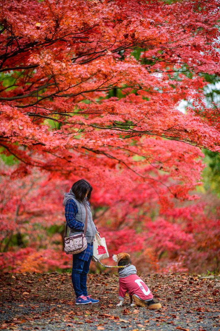 紅に染まる秋の公園で