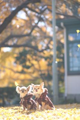イチョウの絨毯