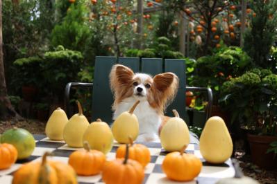 かぼちゃのチェス