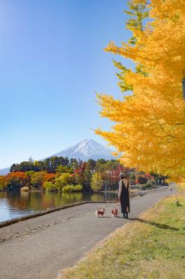 君と歩く、秋の富士路
