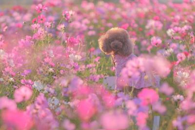 コスモス畑で癒されて