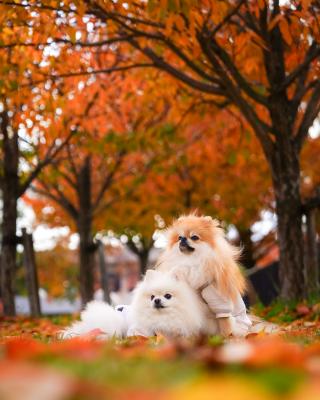 紅葉とイチとコッペ