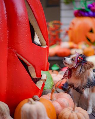 ジャコランタンとアンたん