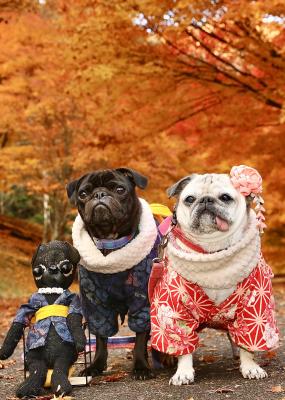 もみじ湖の紅葉と着物姿のパグ