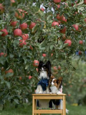 赤いのいっぱいだね