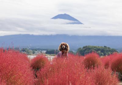もこもこコキア