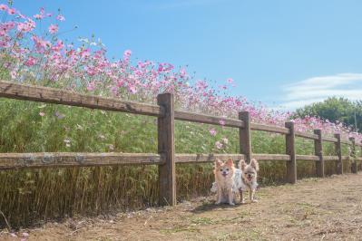 コスモス畑で一休み